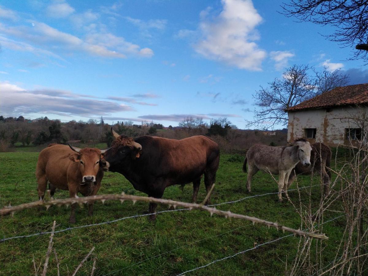 Casa Pepin - Sagasta Rural Oviedo Pensionat Eksteriør billede