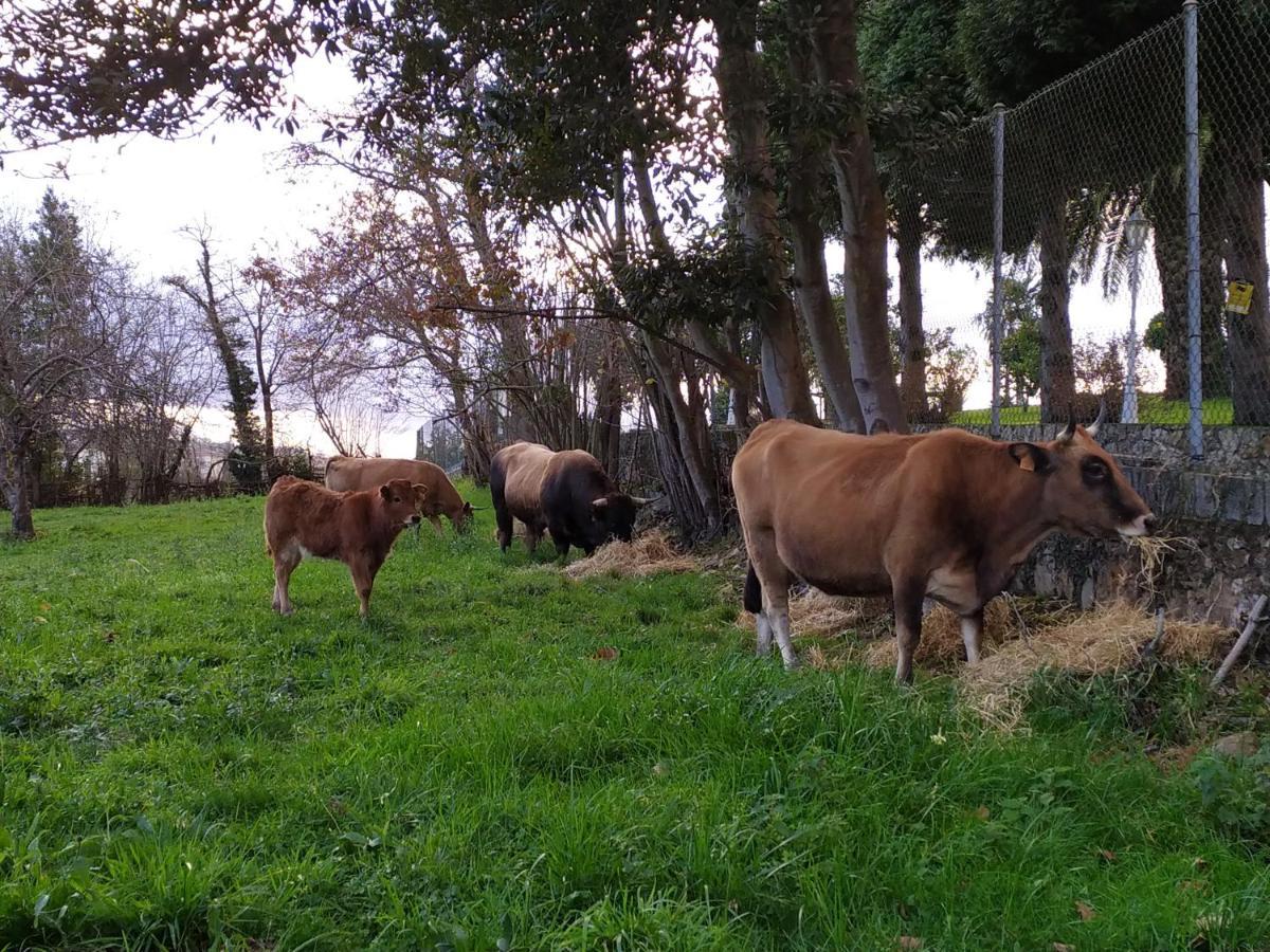 Casa Pepin - Sagasta Rural Oviedo Pensionat Eksteriør billede